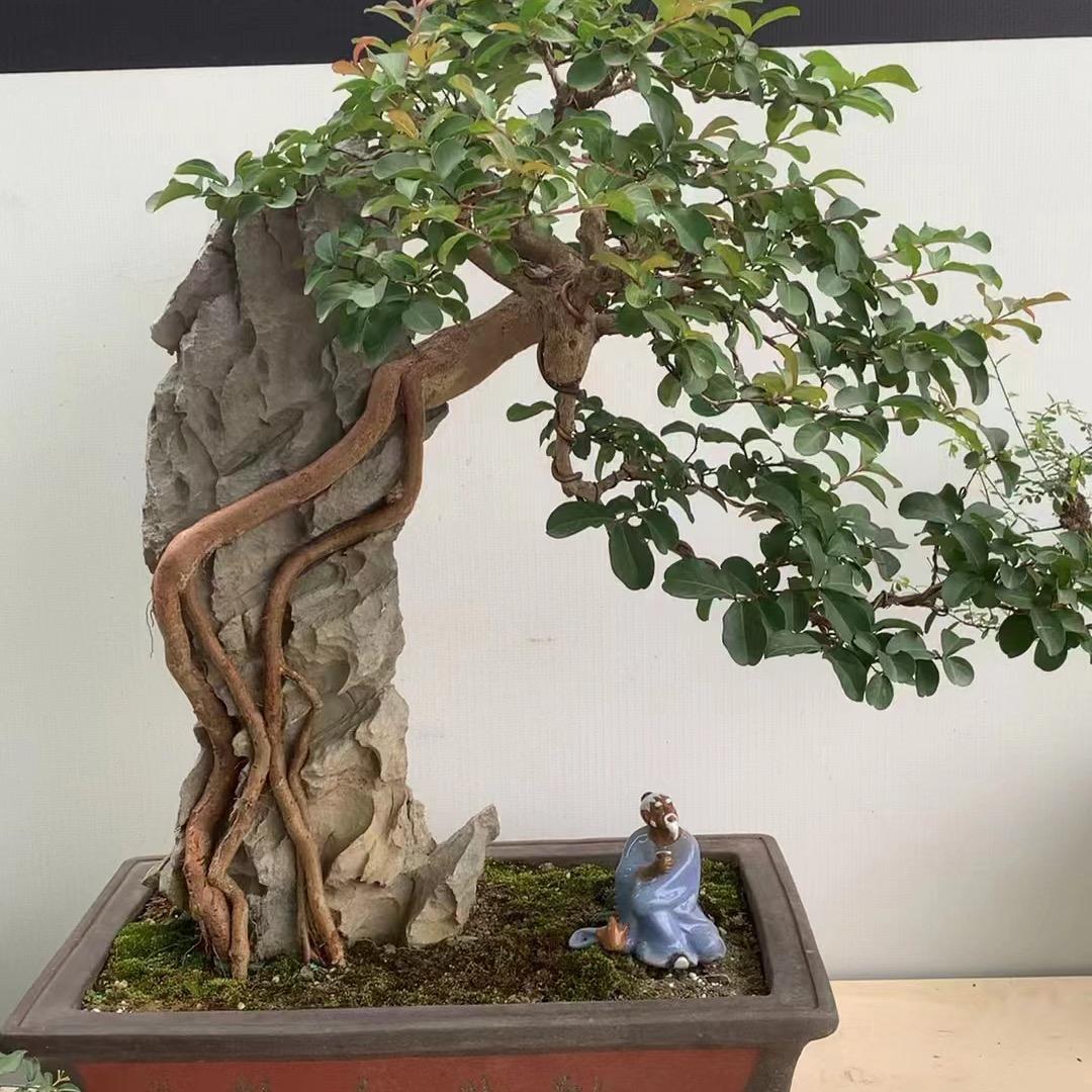 鸿运盆景