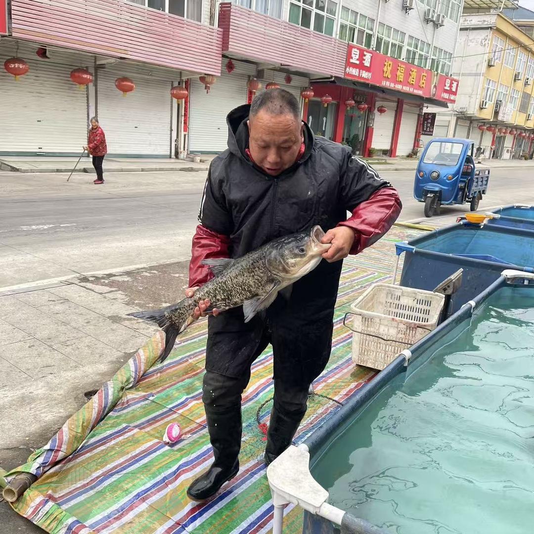 山野农夫大嘴杨