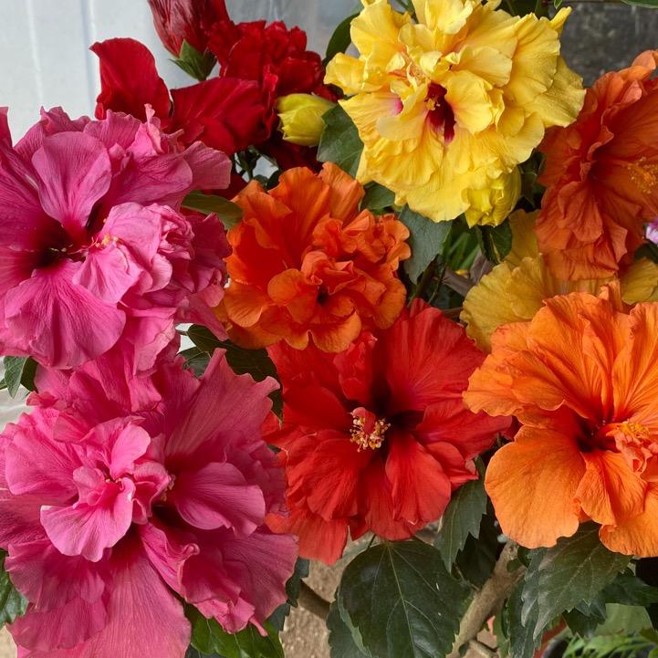 我家的木槿花园