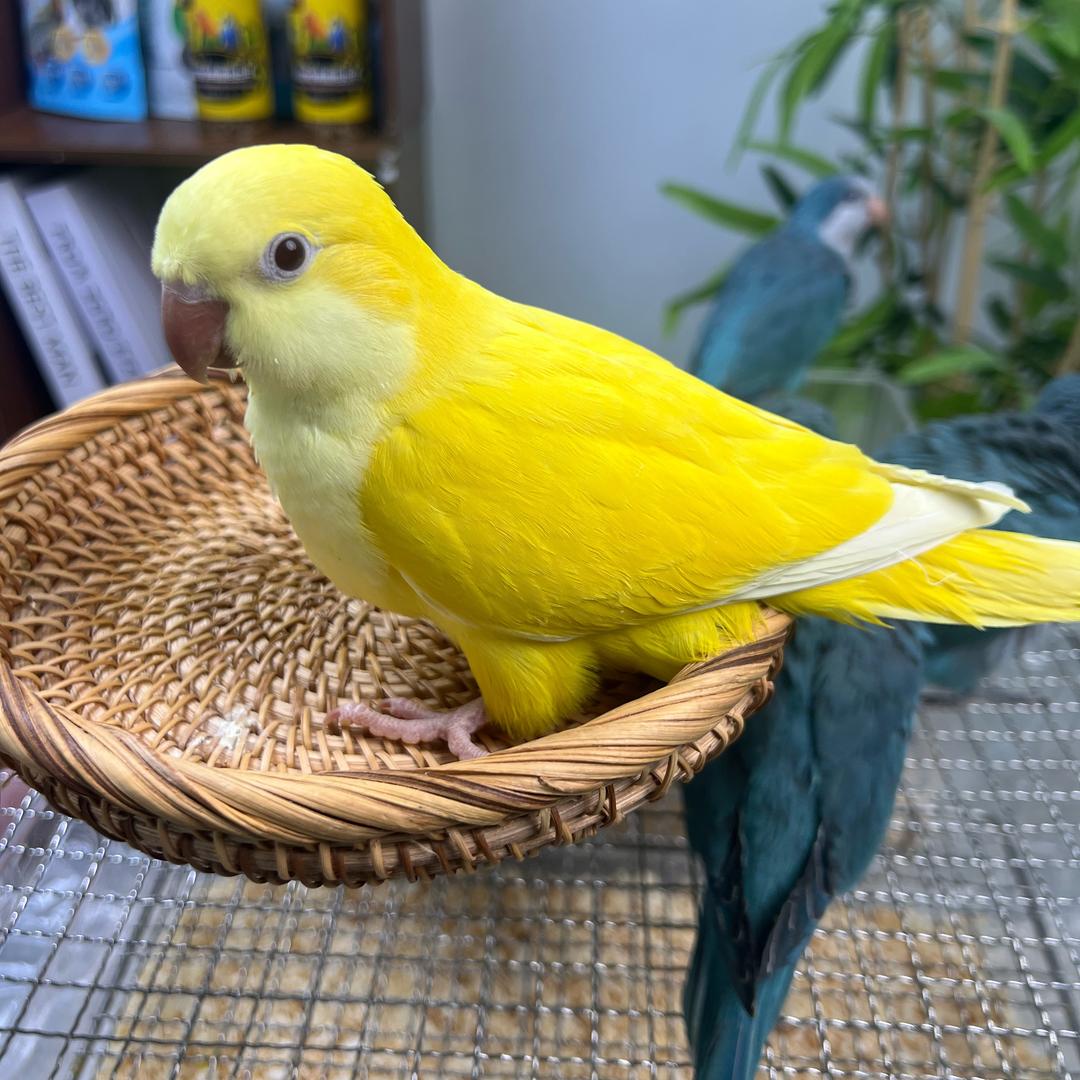 悦鸣苑萌宠