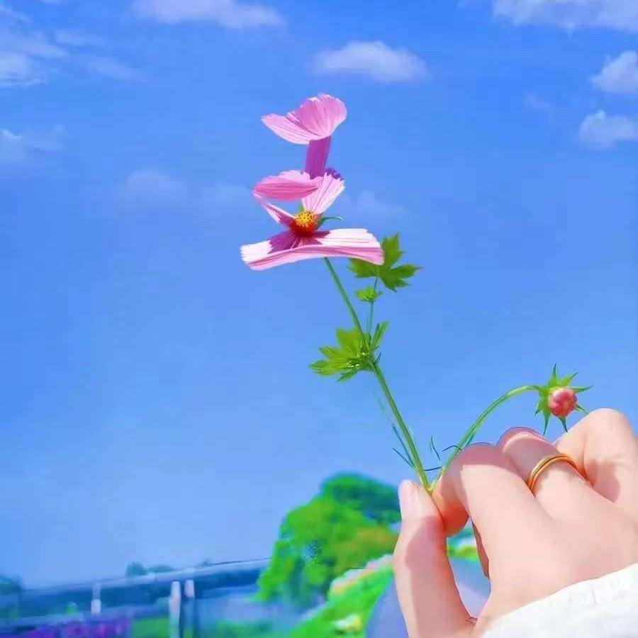 王家的丫头