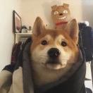 邵靖宇.