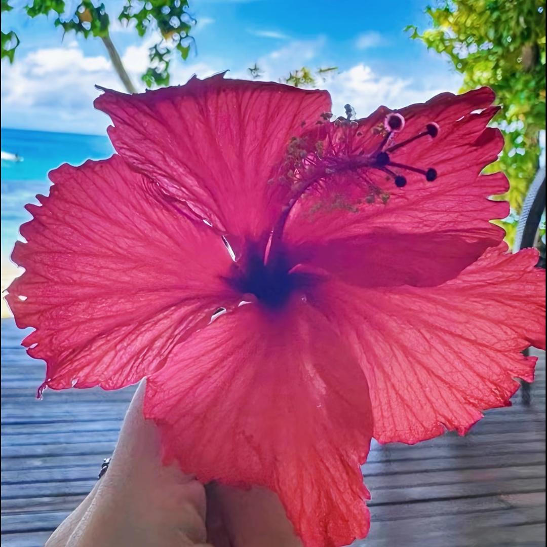 大摩羯🌸