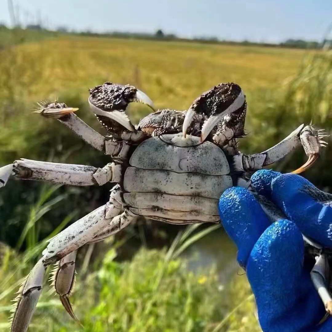 蟹黄豆腐.