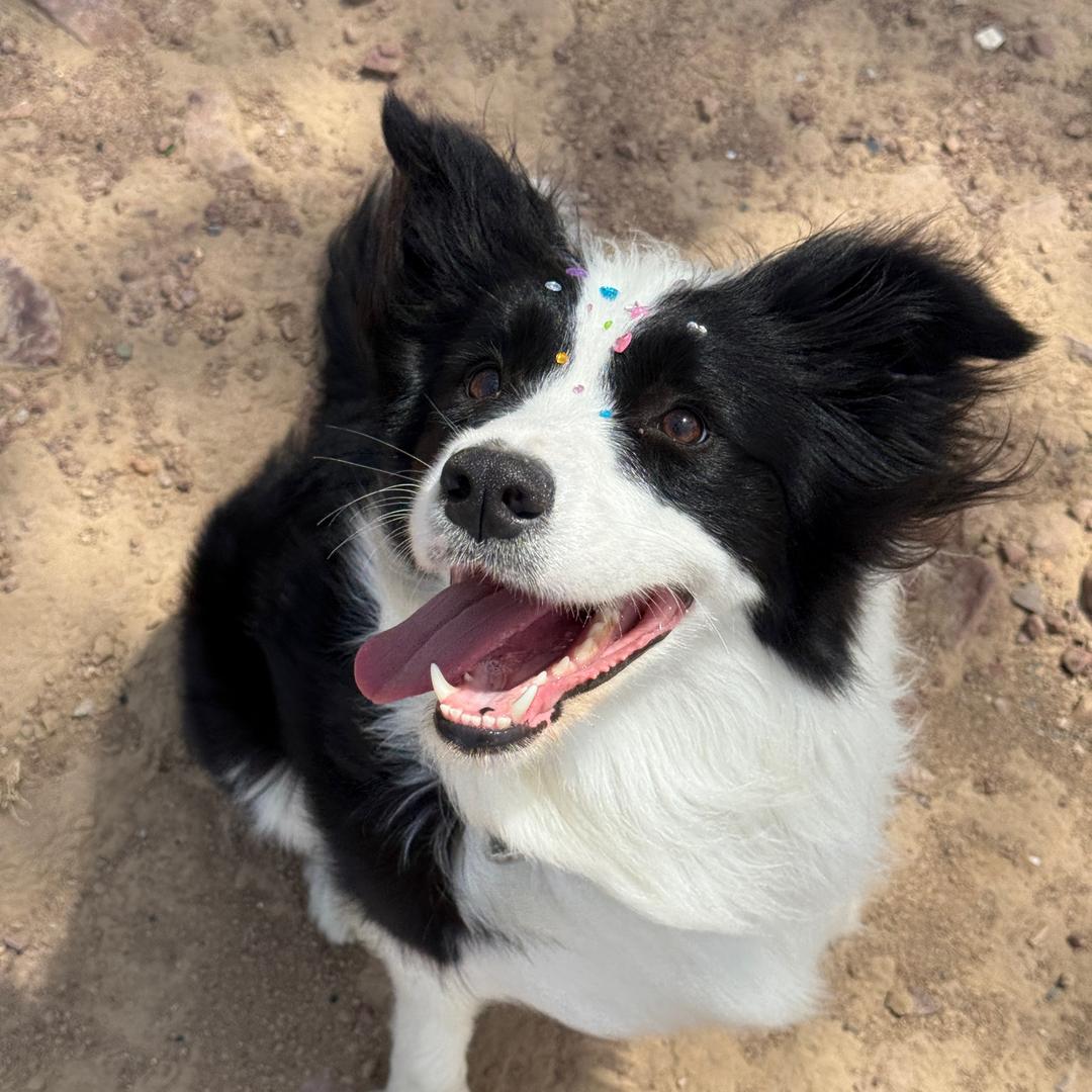 蓝莓是只小狗儿