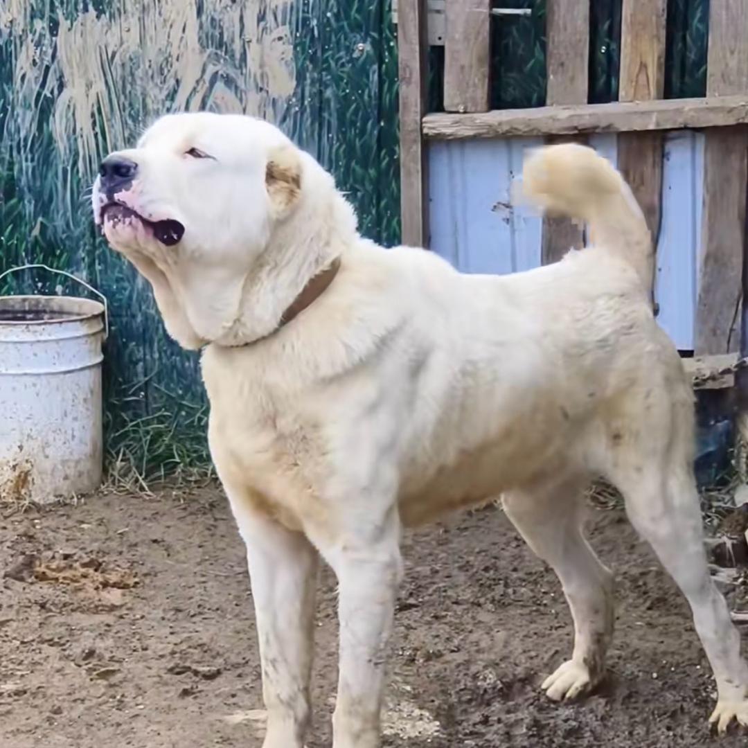 云滇高端中亚繁育基地