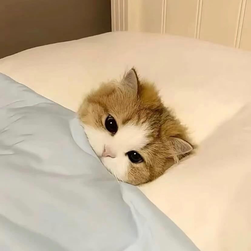 软甜啾