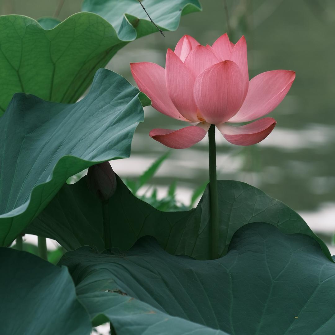 花溪