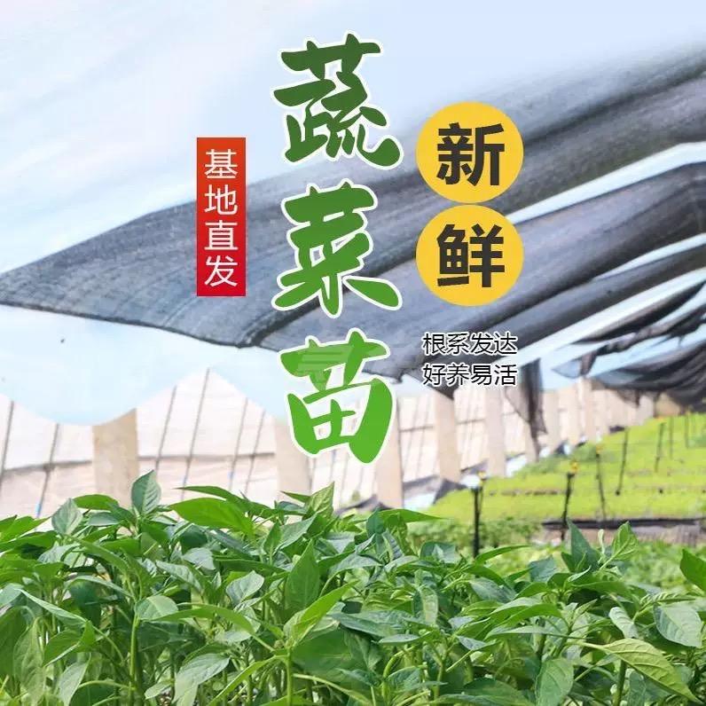 梦姑种苗臻选