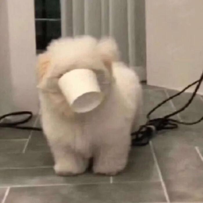 沙雕网友在线交流