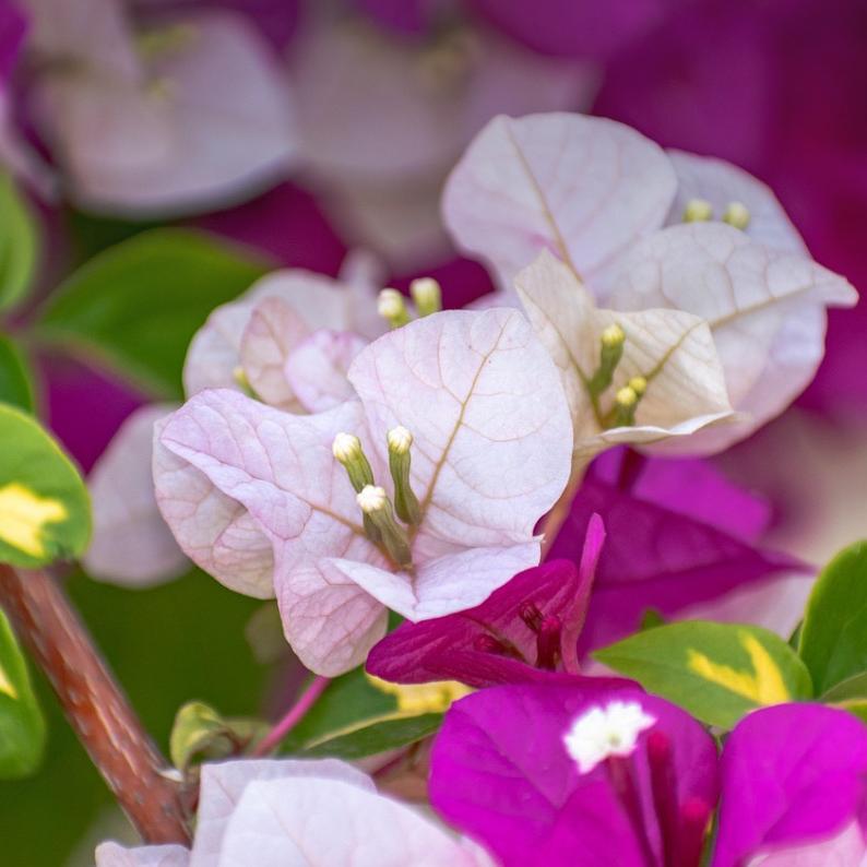 小花舍