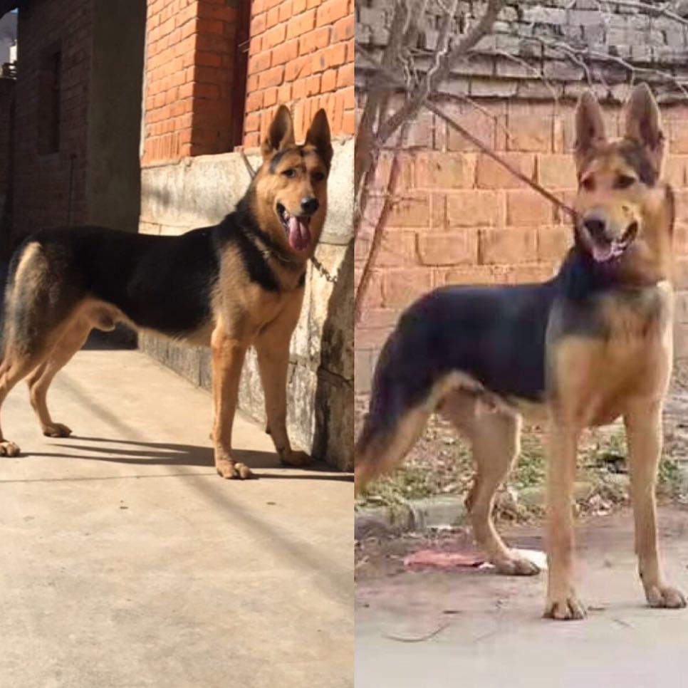 曲靖兄弟昆明犬舍