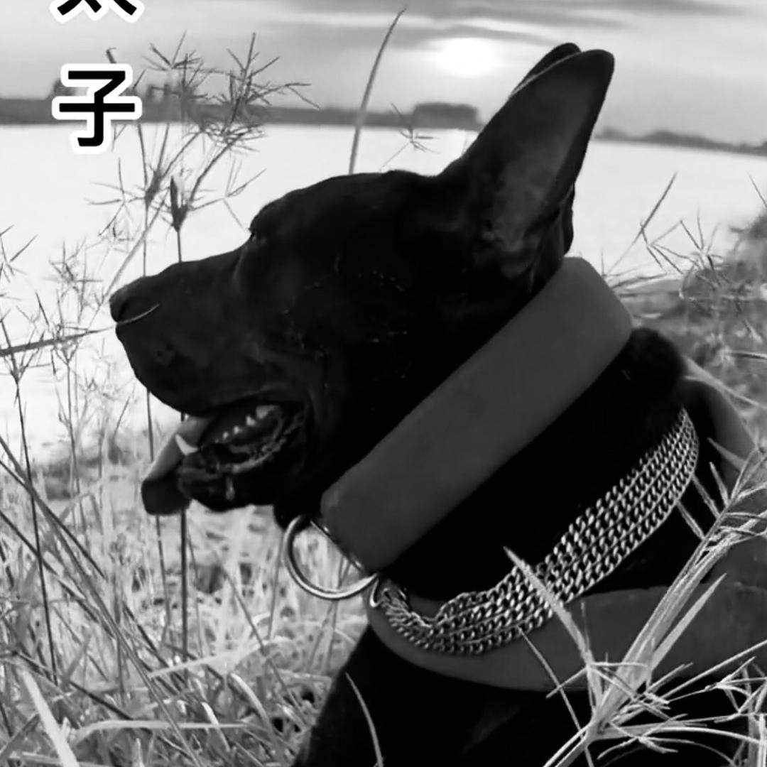 狼越莱州红