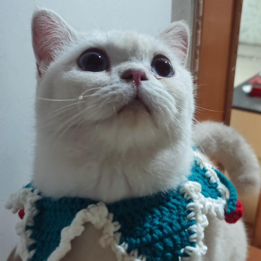 Biubiu头像