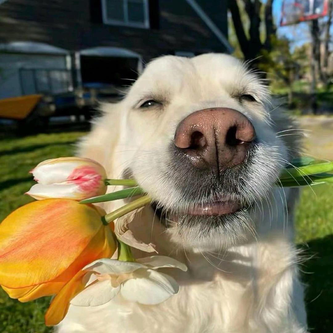 ရီဆောန်