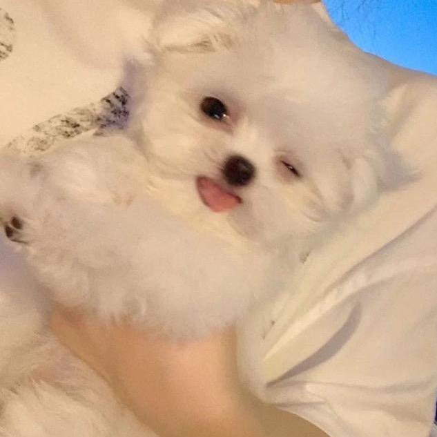 小狗不要熬夜了