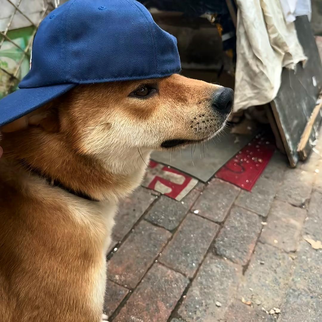 🦭