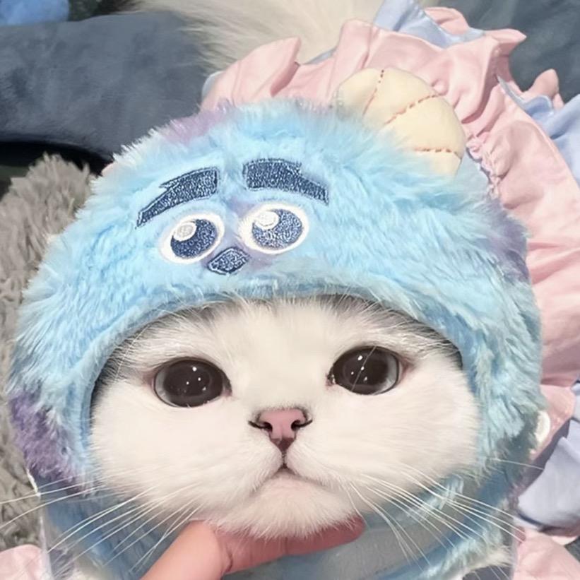 油猫饼