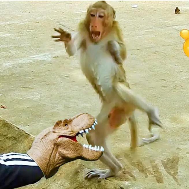 动物恶作剧🤣