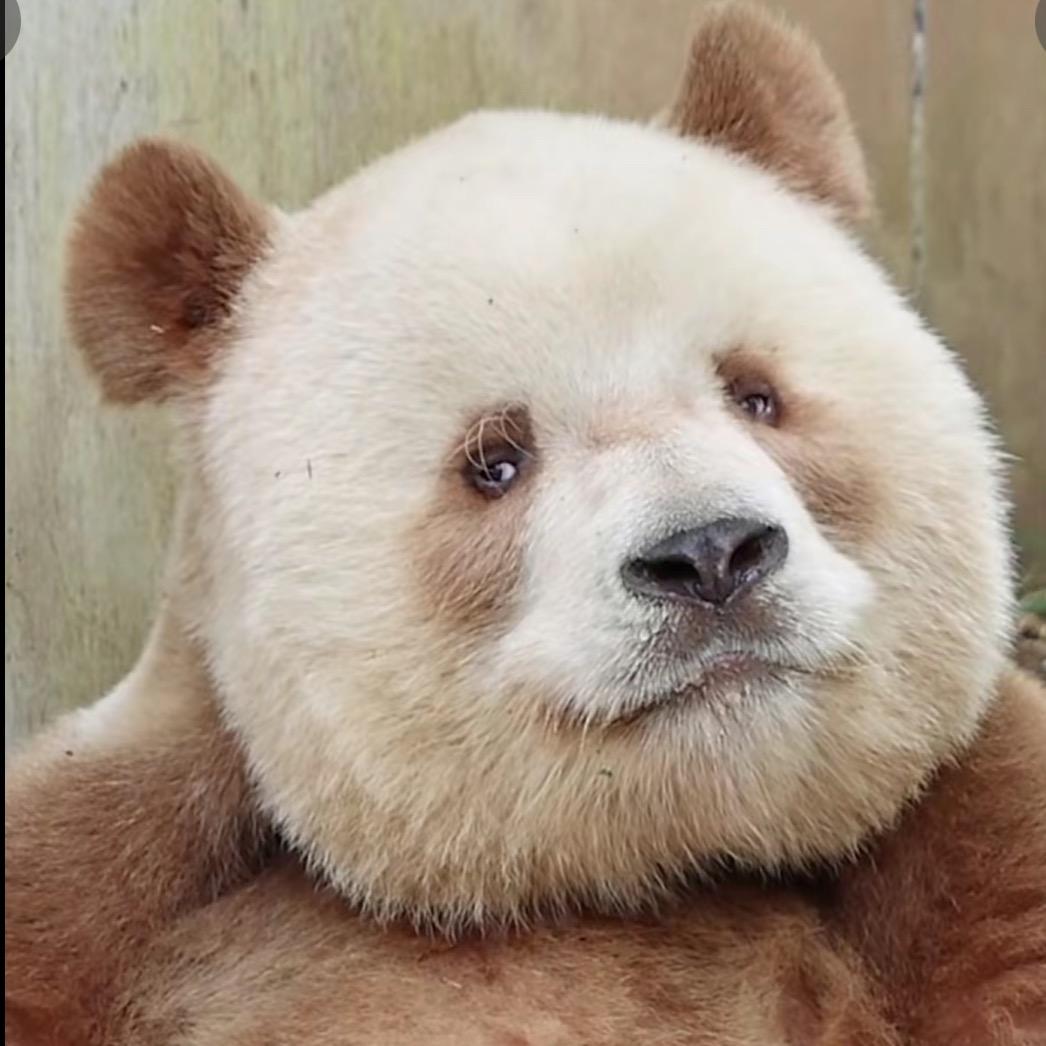 七仔与小熊
