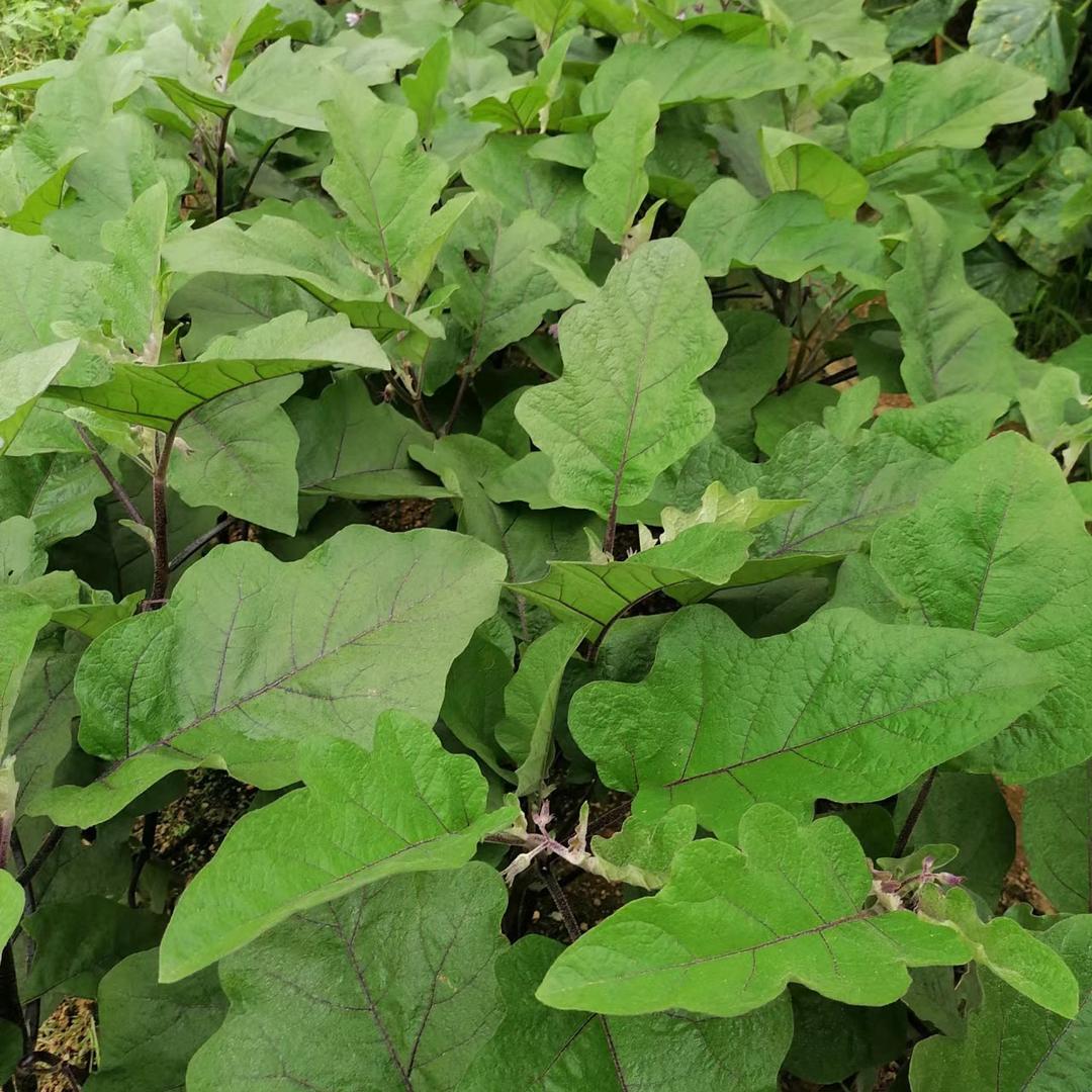 榆树老韩菜籽店