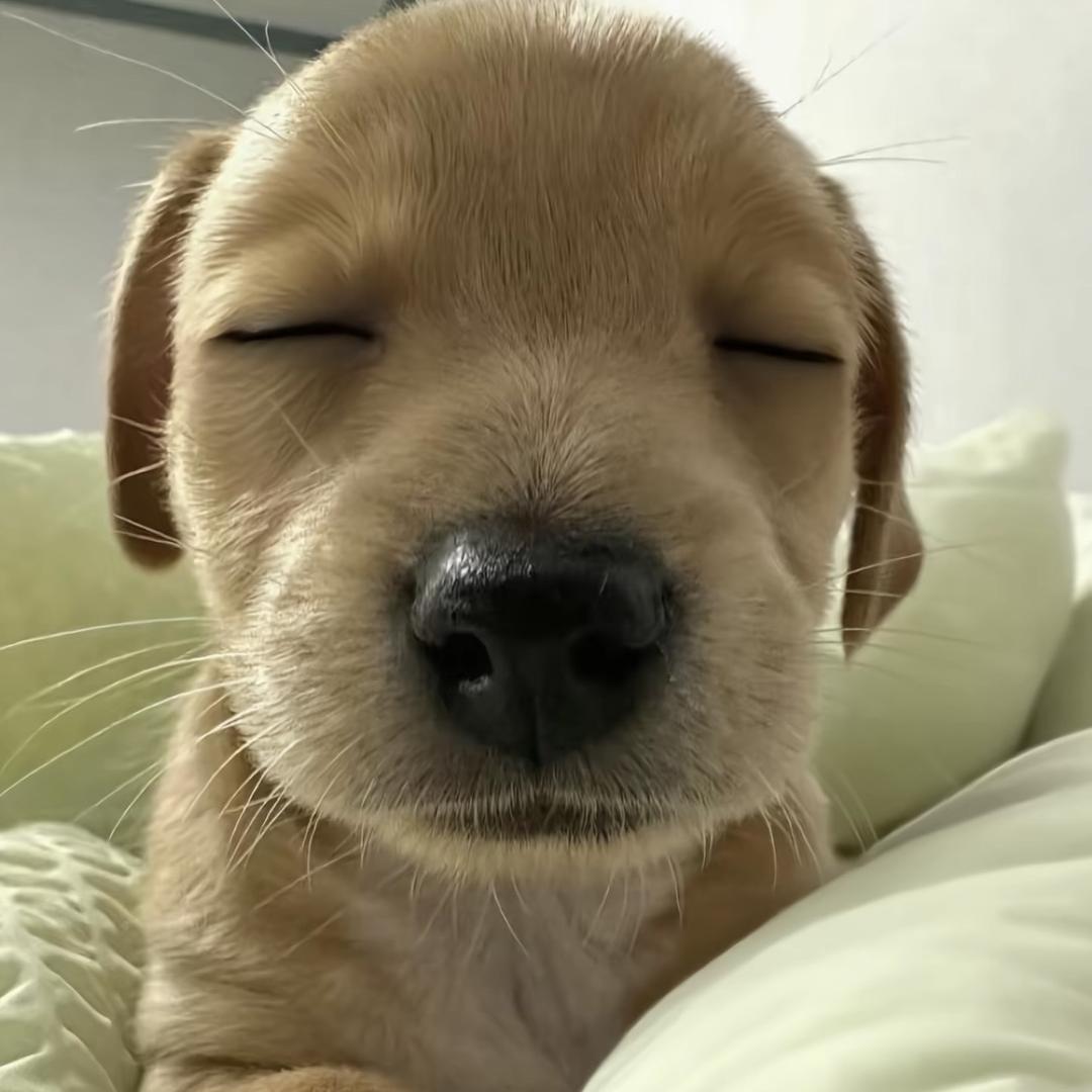 讨厌我的你也非常可爱