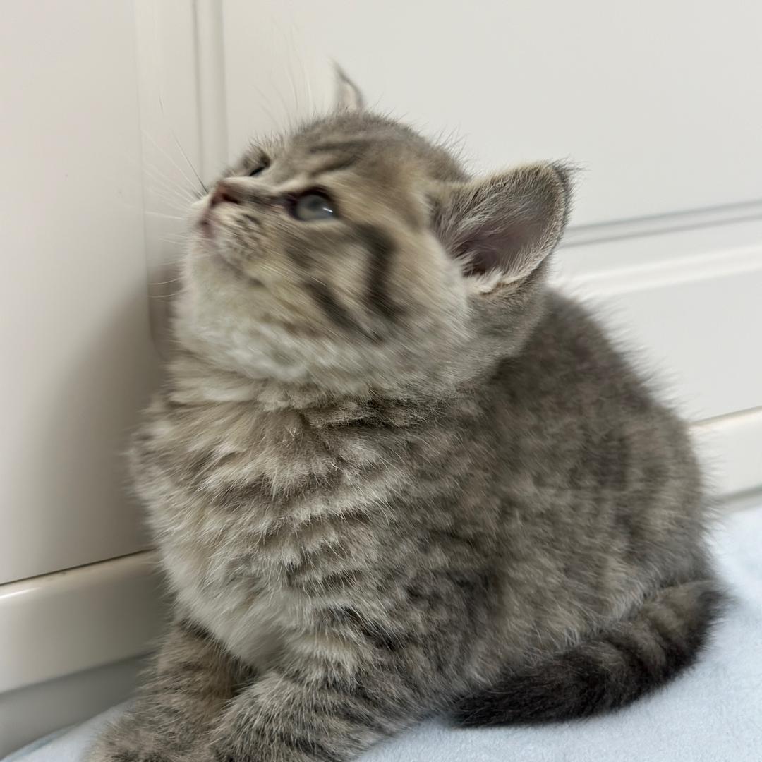 虎虎吞金兽🐯