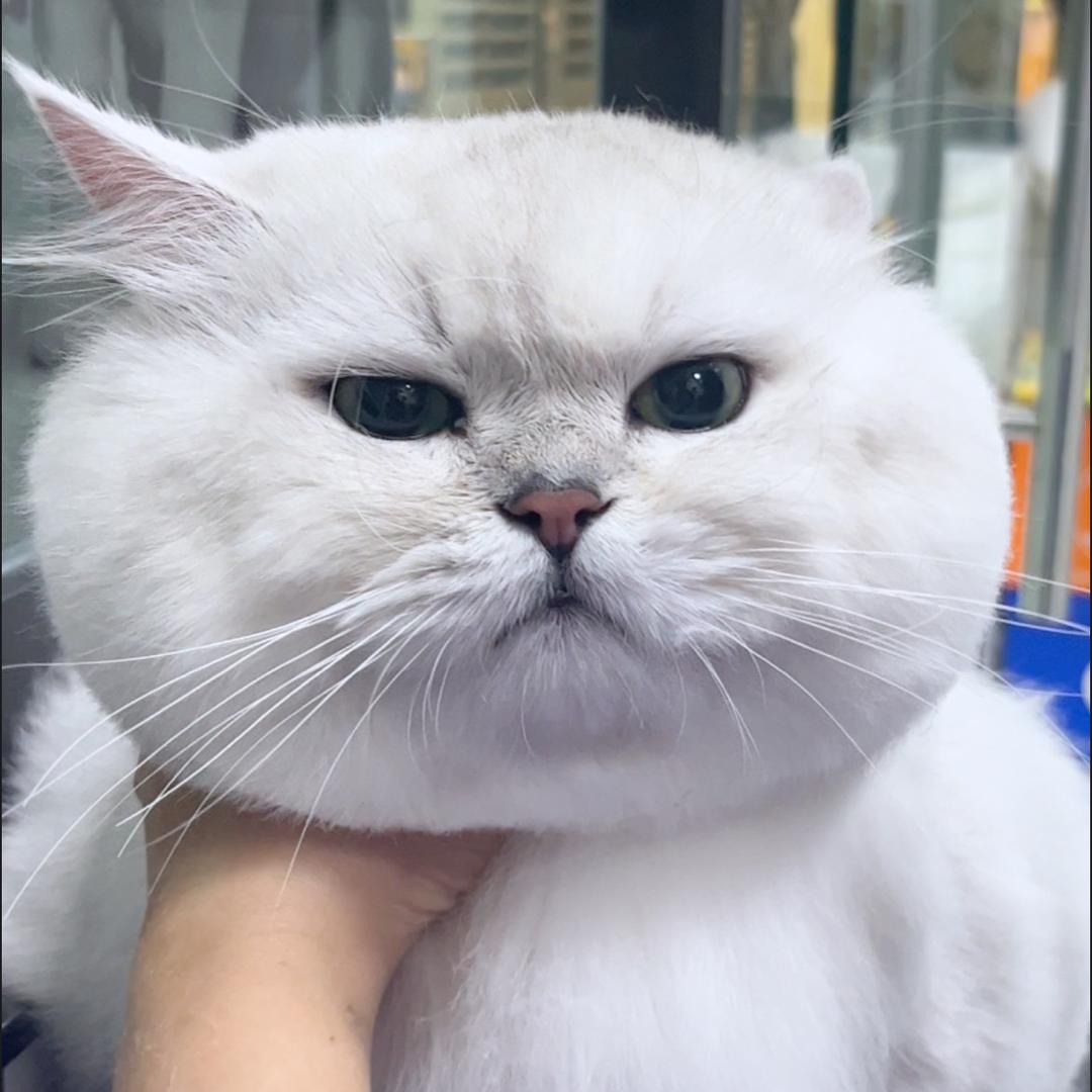 陈可乐（大脸）