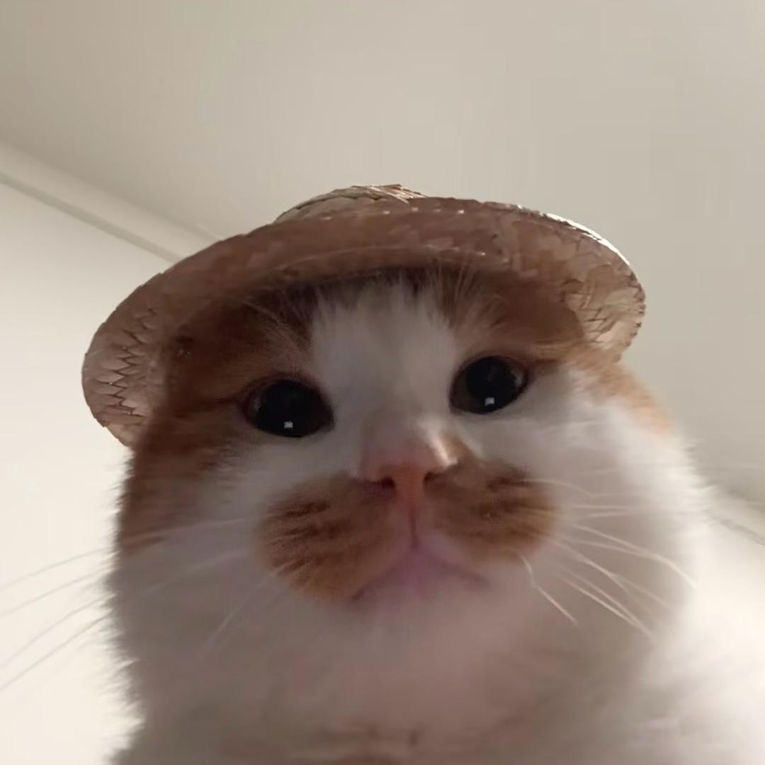 AAA金雷竹批发韩哥