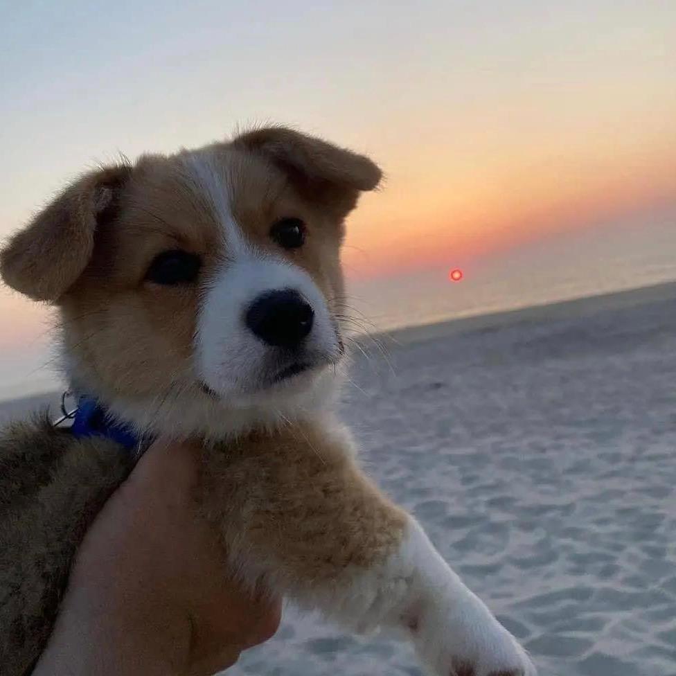 自律 小肥仔（不再自律版）