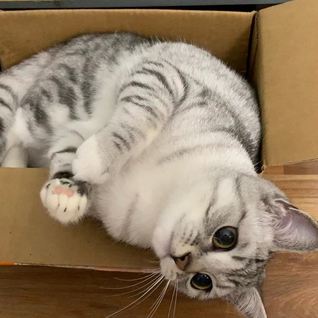 猫meme（快乐小猫🐈）