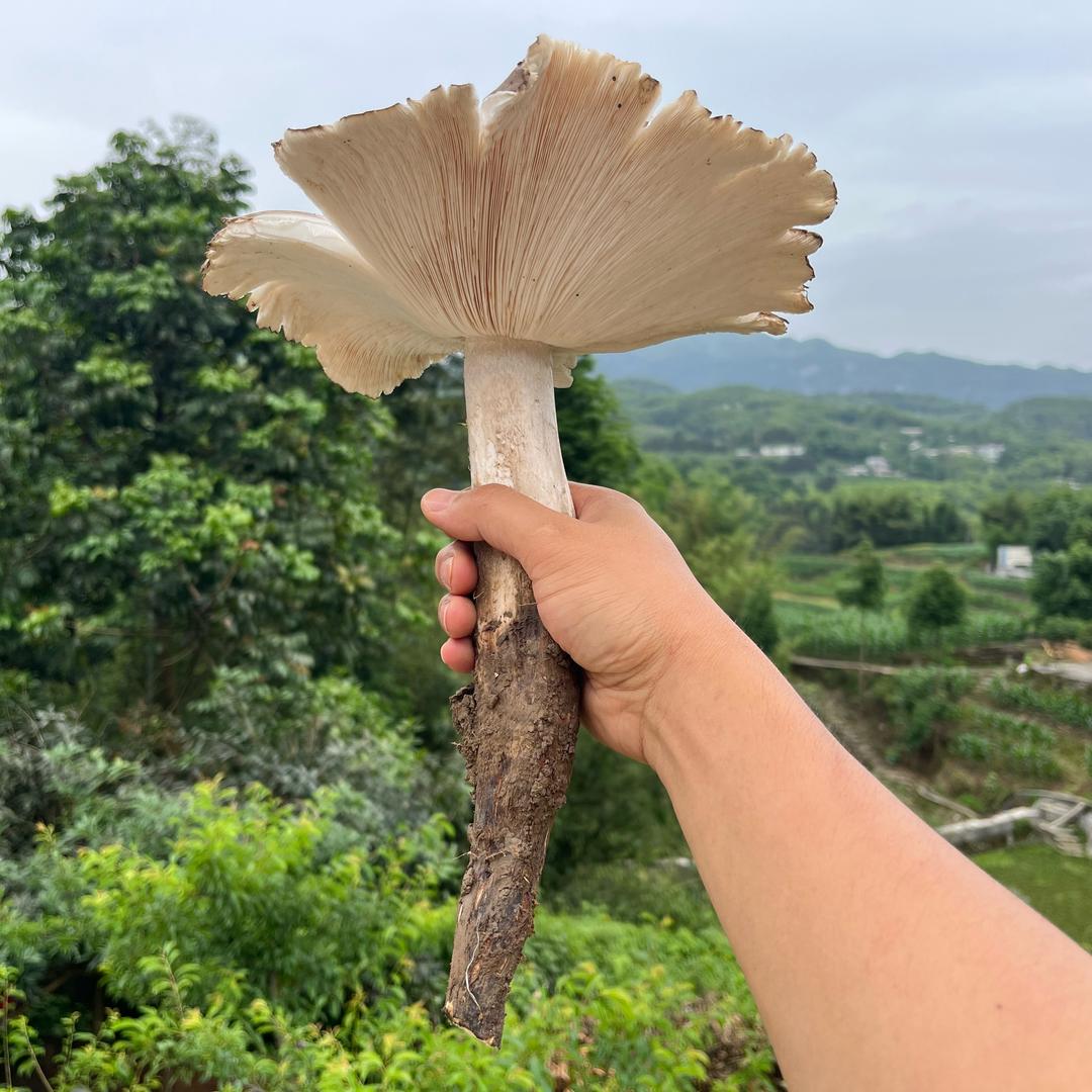 酒窝重阳