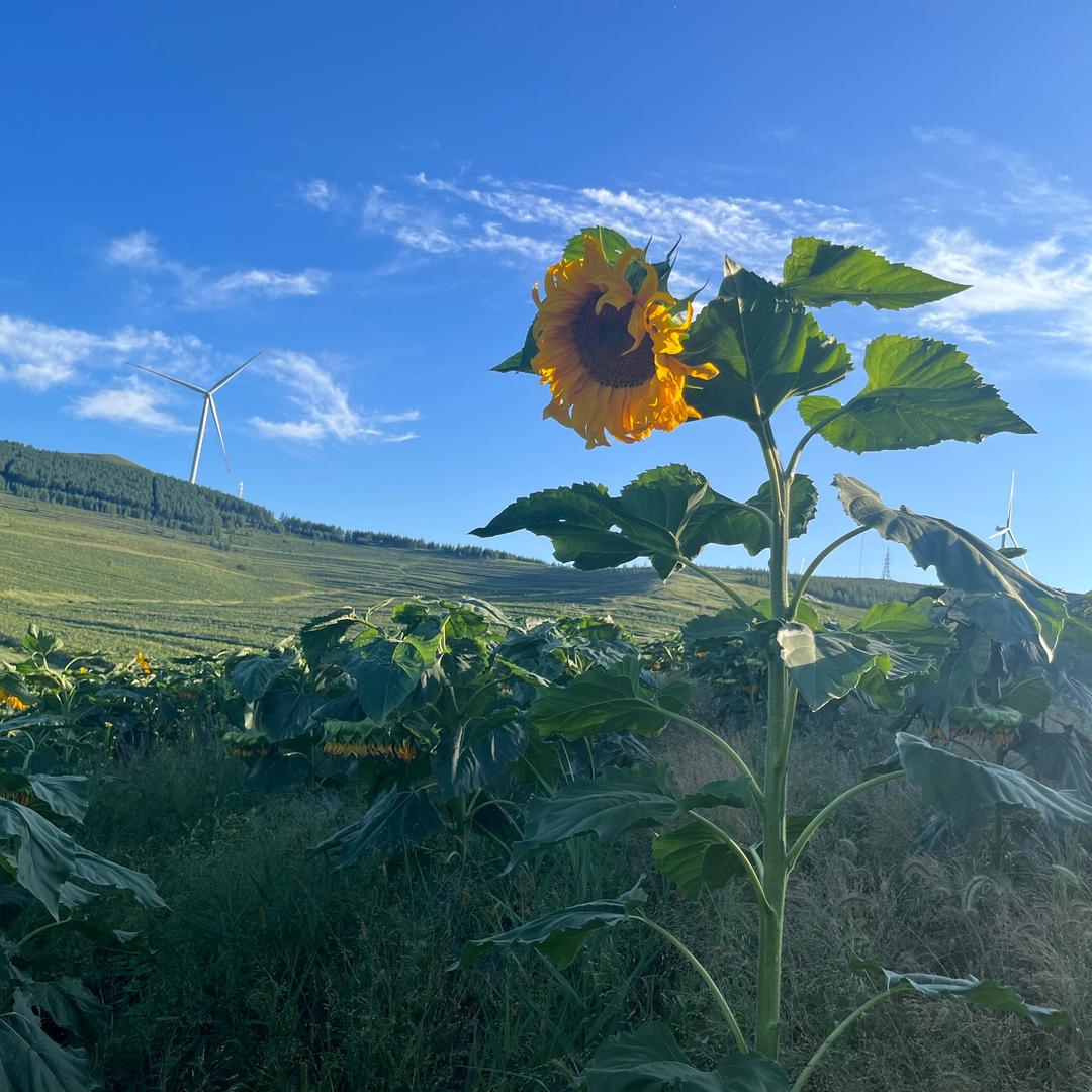 哆来咪发唆 拉稀