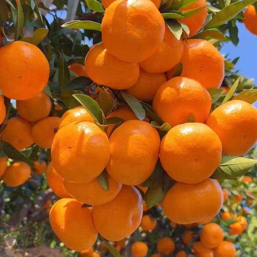 小洁种果树