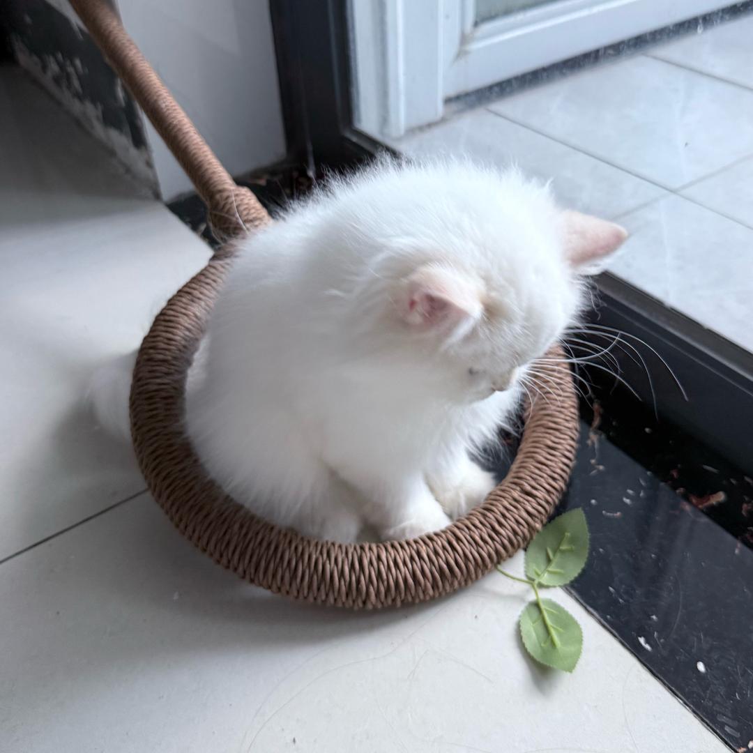 小狗冬冬