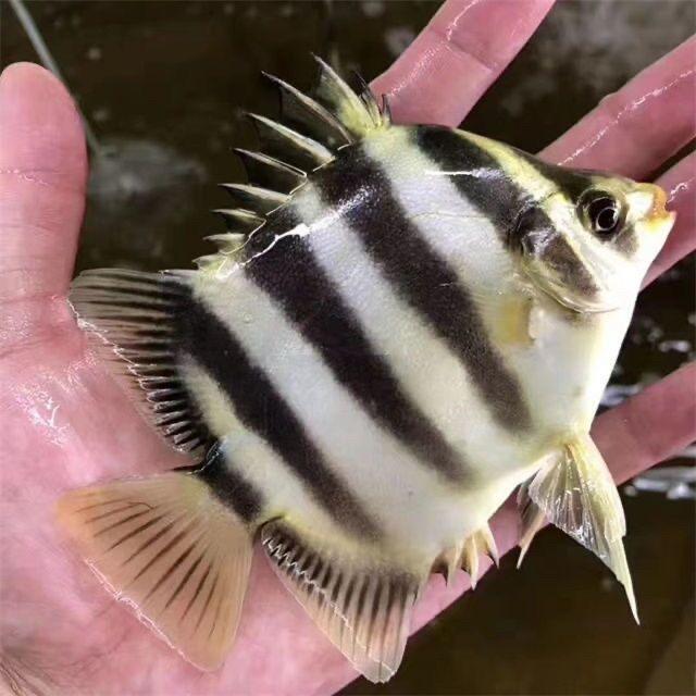 阿豪水族