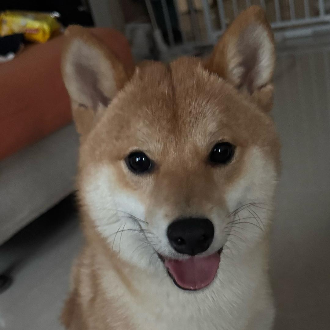 小馗馗