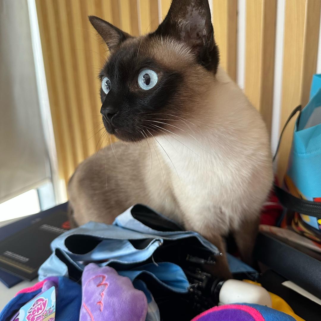 没头脑和不高兴