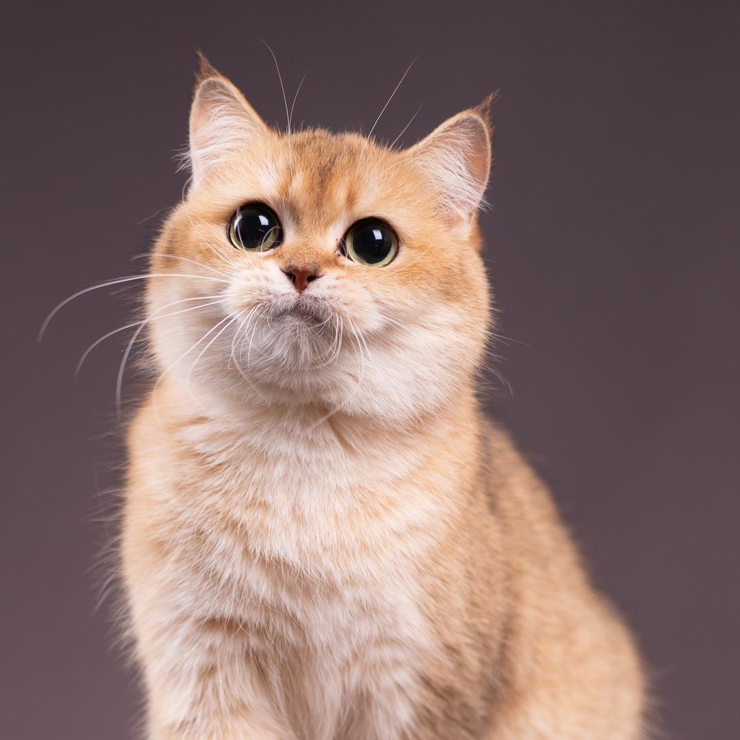 老猫说喵
