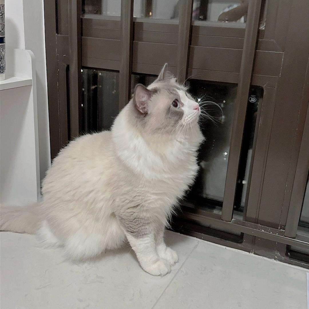 布丁🐟多多🐱