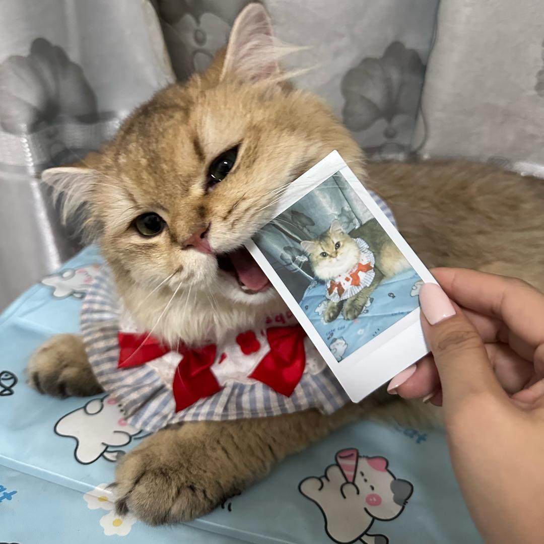 来口蛋挞
