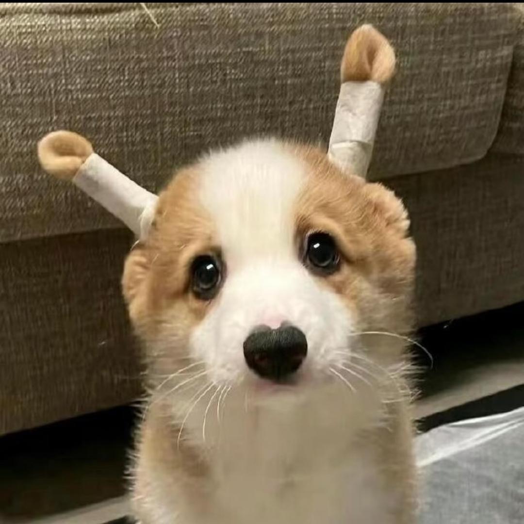腚腚酱