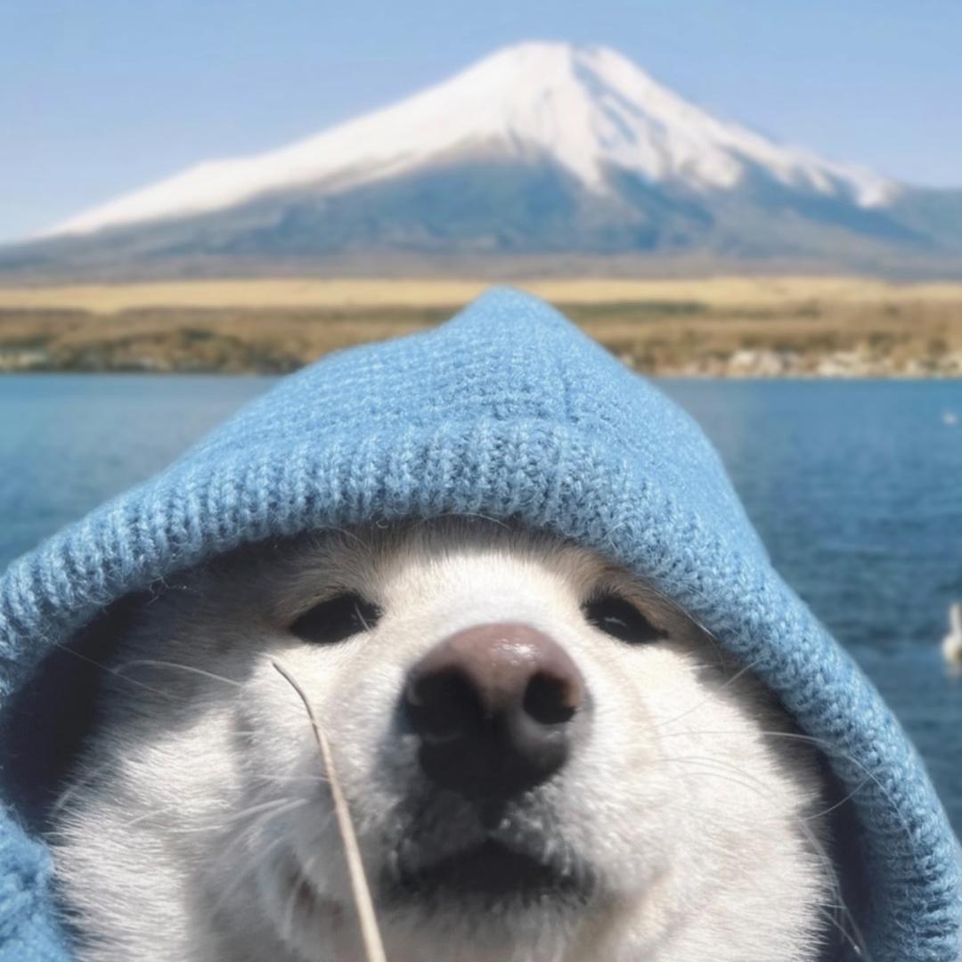橘子皮