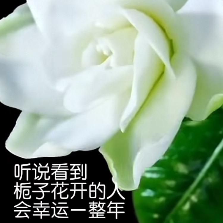 栀子花开