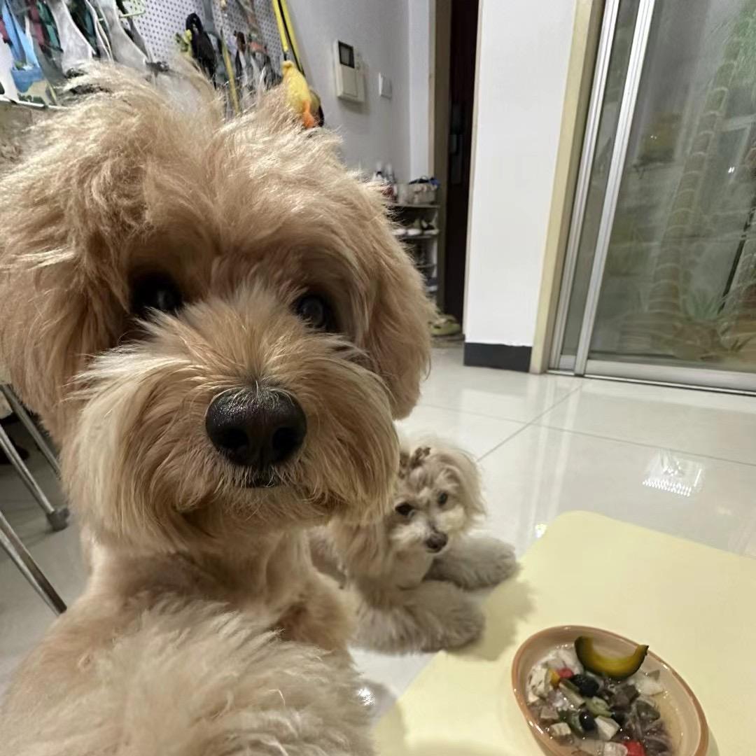 章鱼哥的花衬衫