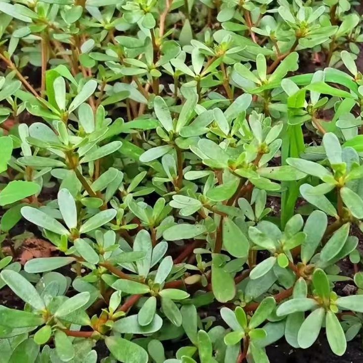 阿禾讲百草