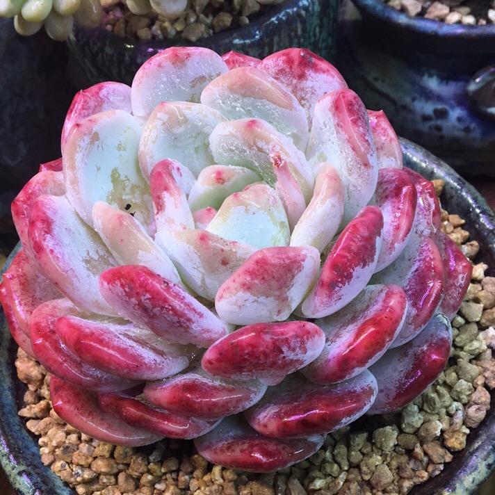 桃花石小肉铺