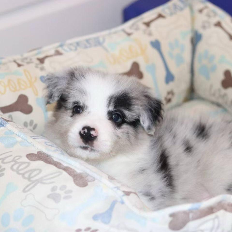 小潘不是自由猫