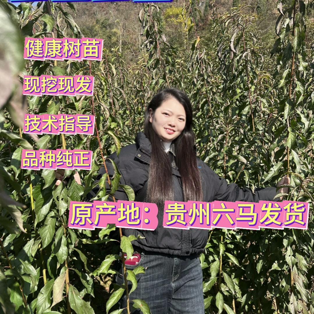 贵州六马蜂糖李