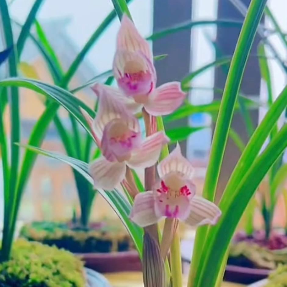 幸྆运྆草྆